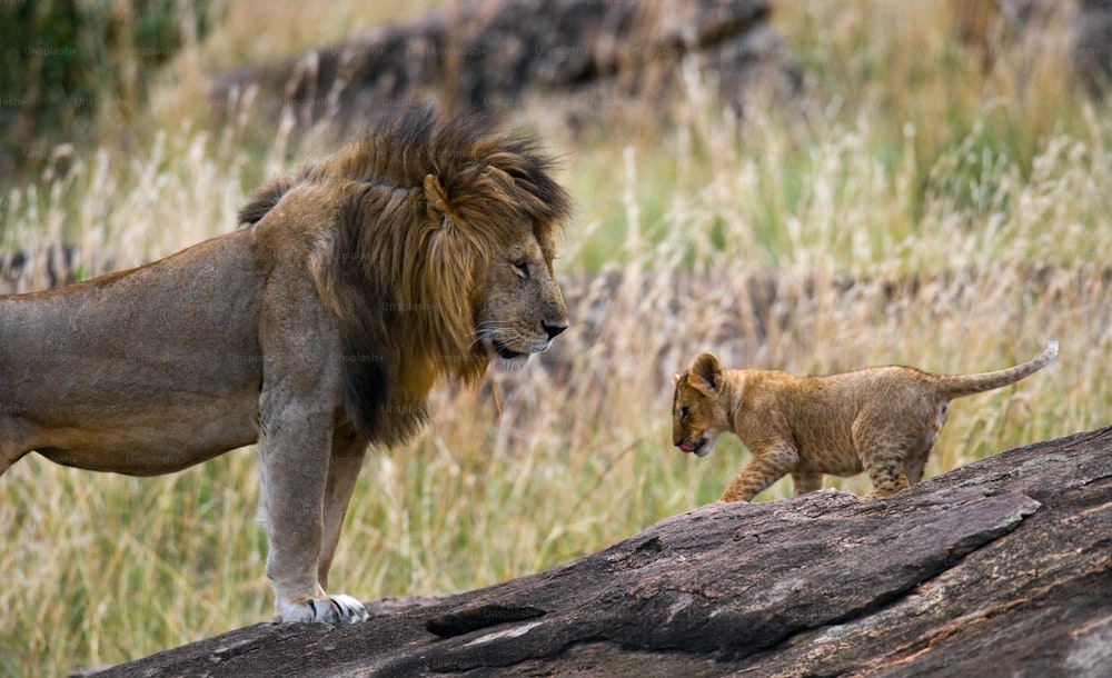 Big male lion with cub. National Park. Kenya. Tanzania. Masai Mara. Serengeti. An excellent illustration.