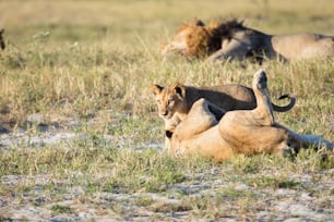 Lion in the bush veld