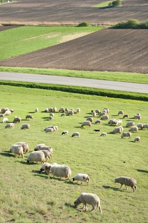 Herd of sheep on meadow