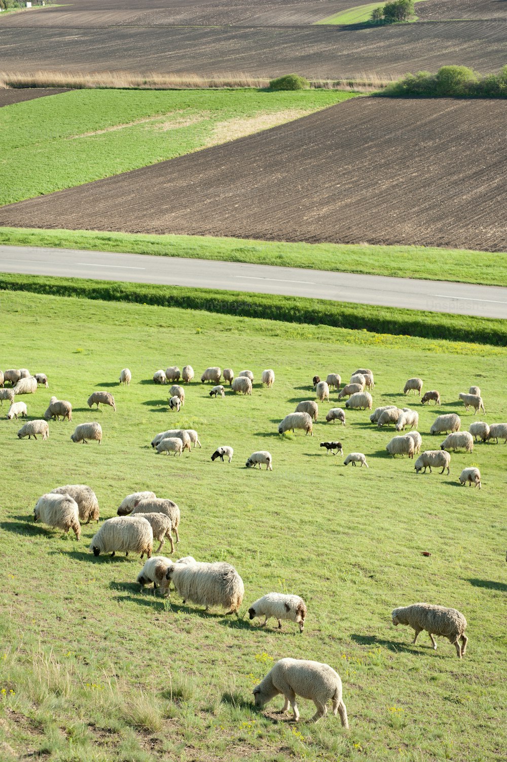 Troupeau de moutons sur prairie