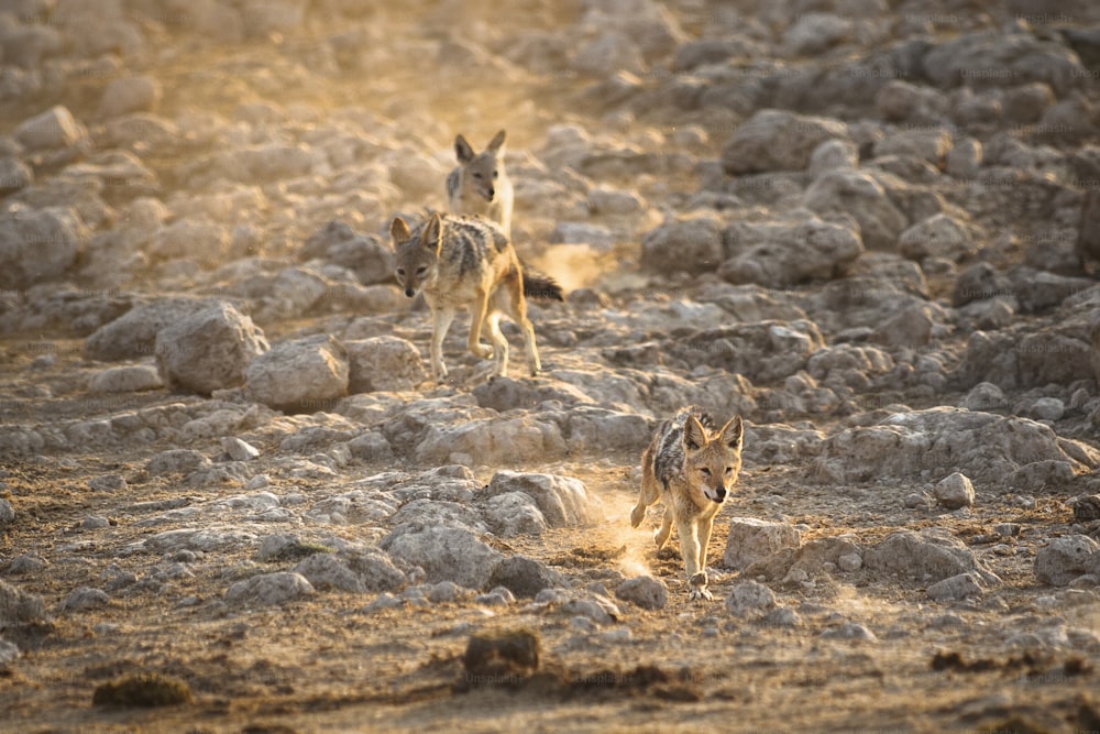 Black backed jackals running after each other