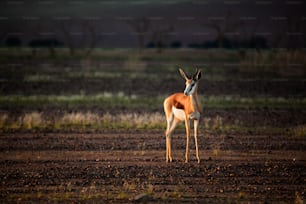 Springbok dans la lumière de fin d’après-midi