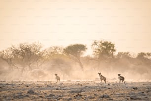 Hyenas staring towards the camera in dusty sun light