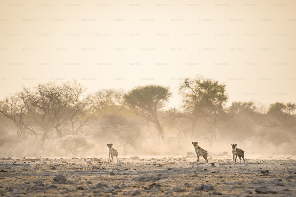 Hyènes fixant la caméra dans la lumière poussiéreuse du soleil