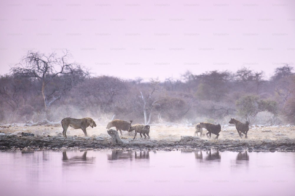 Lions on a kill