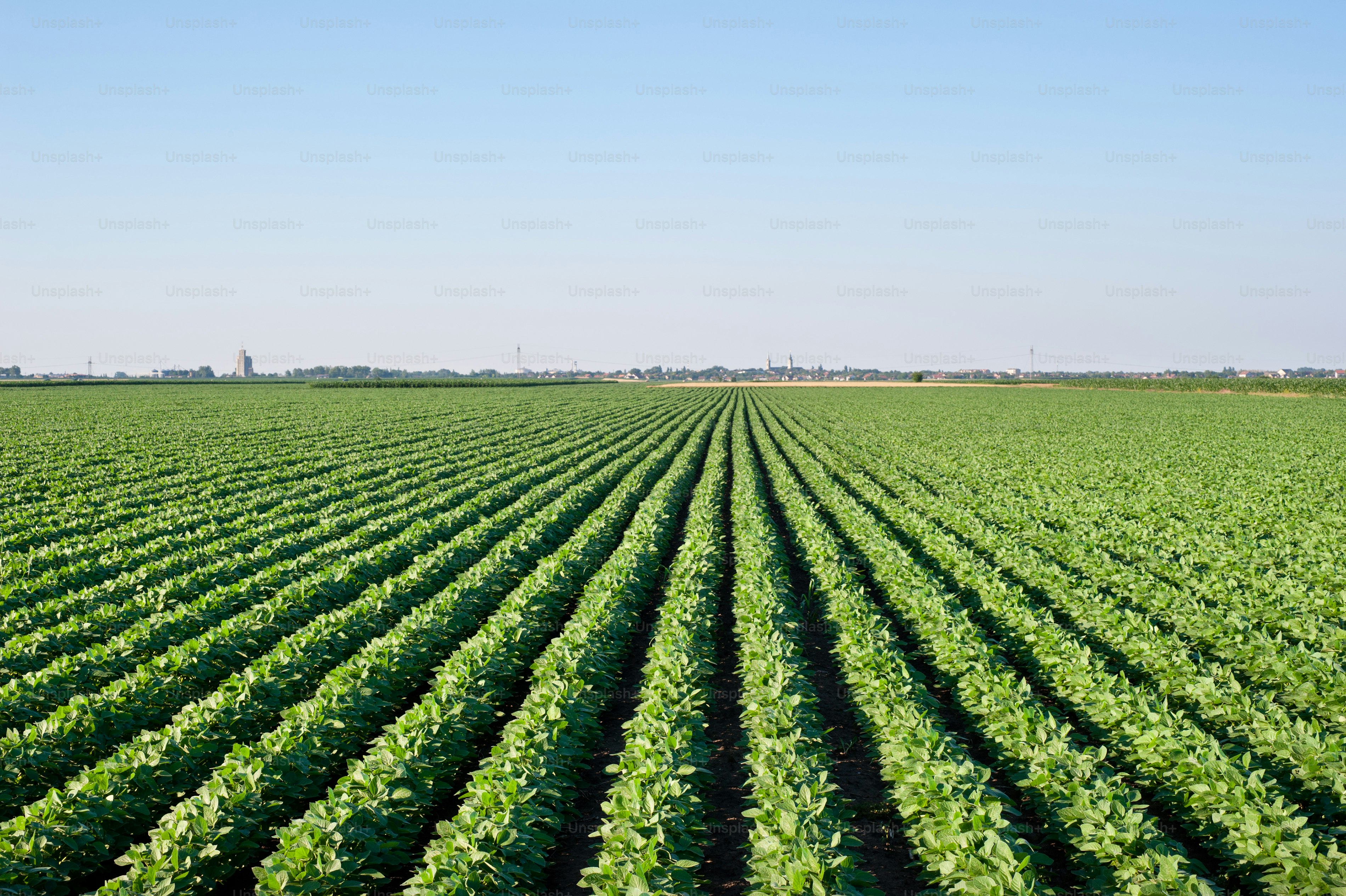 soybean field with rows of soya bean plants