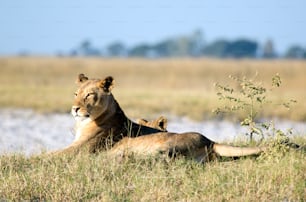 Lion in the bush veld