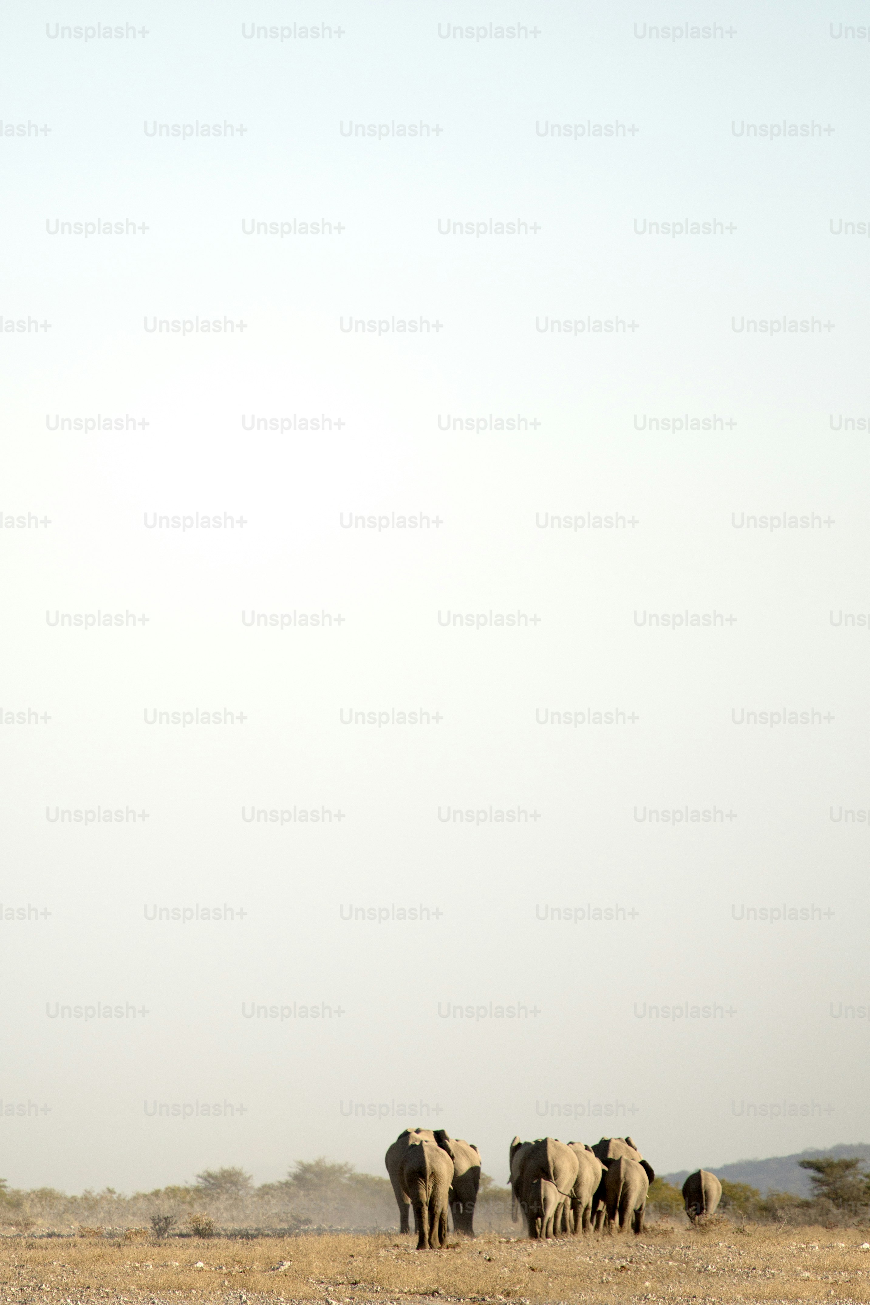 Elephant at Okaukuejo water hole