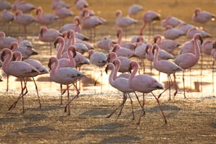 Flamingo at Walvis Bay wetland