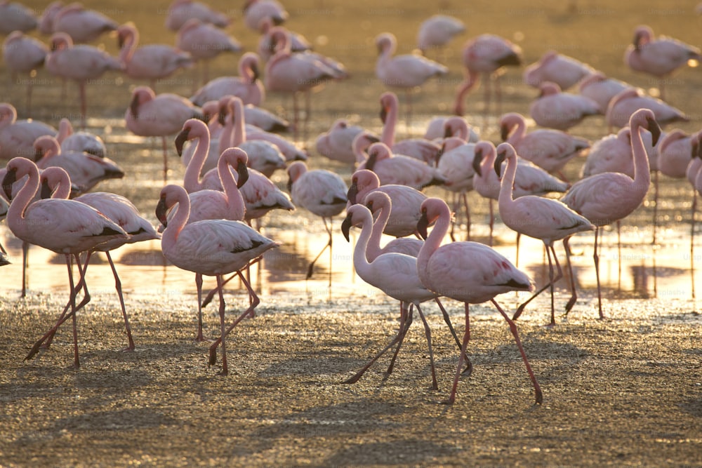 Flamingo na zona húmida de Walvis Bay