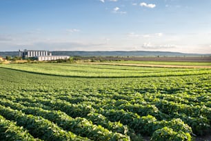 Soybean Field Rows in sunset