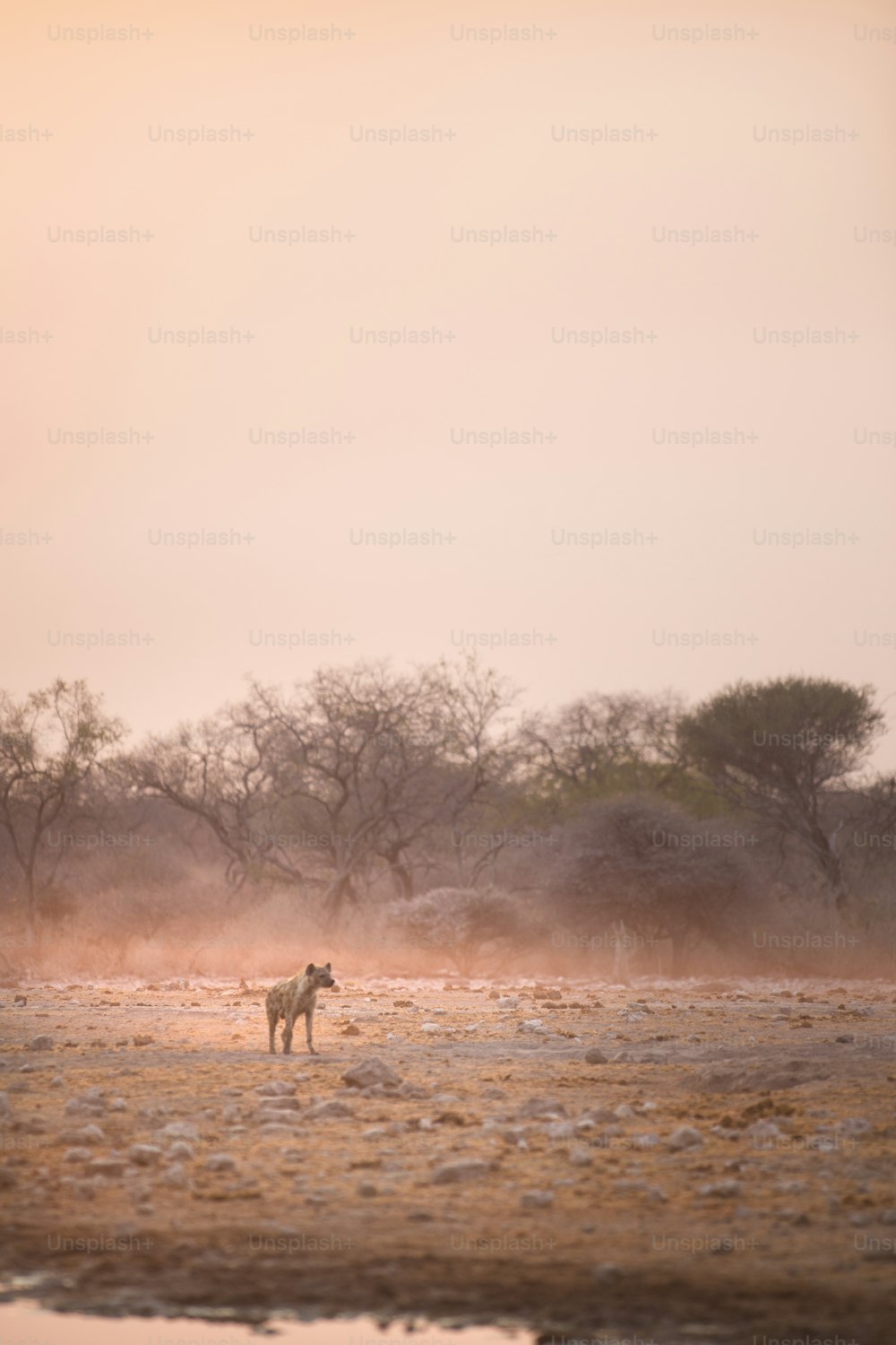Hyène debout dans un lever de soleil poussiéreux