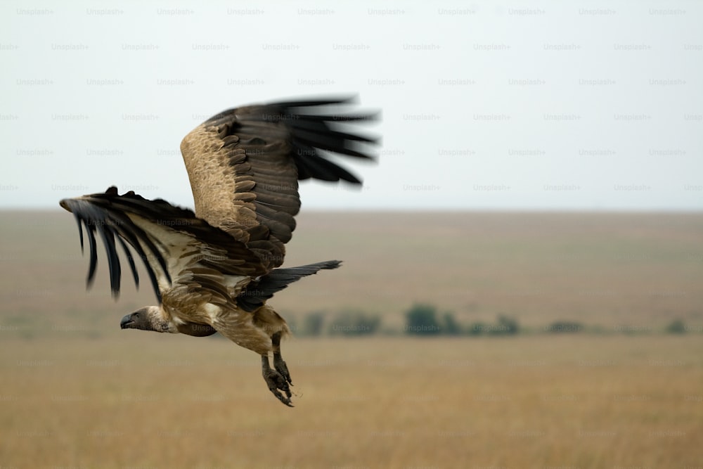 Vulture Flight