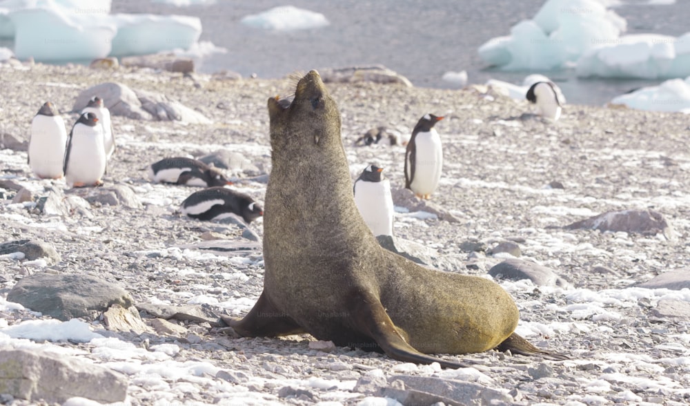 This fur seal is a fairly large animal and has a short and broad snout compared with others in the family
