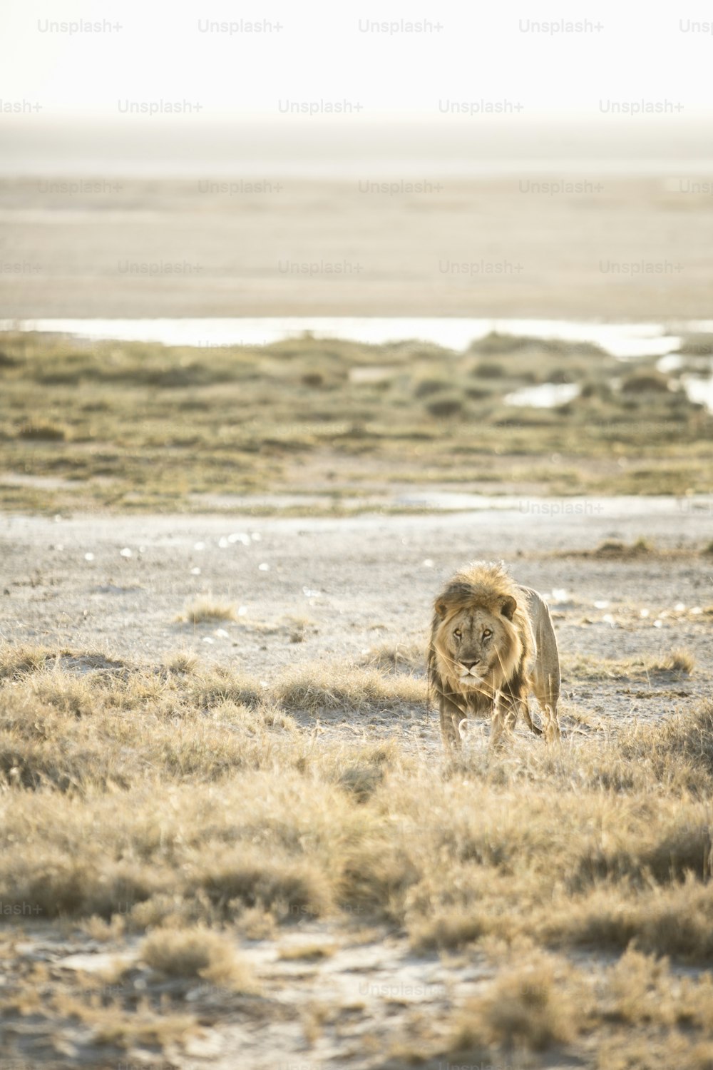 Leão andando no Parque Nacional Etosha.