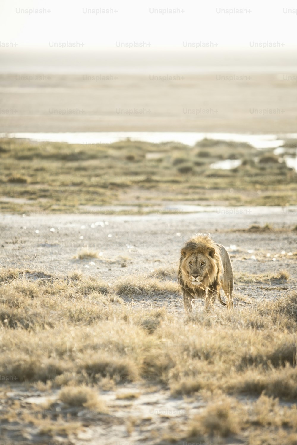 Lion walking in Etosha National Park.