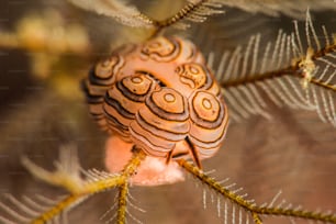 Un nudibranco di ciambelle a Bali