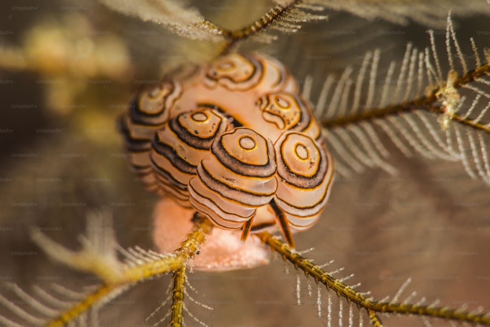 Eine Donut-Nacktschnecke auf Bali