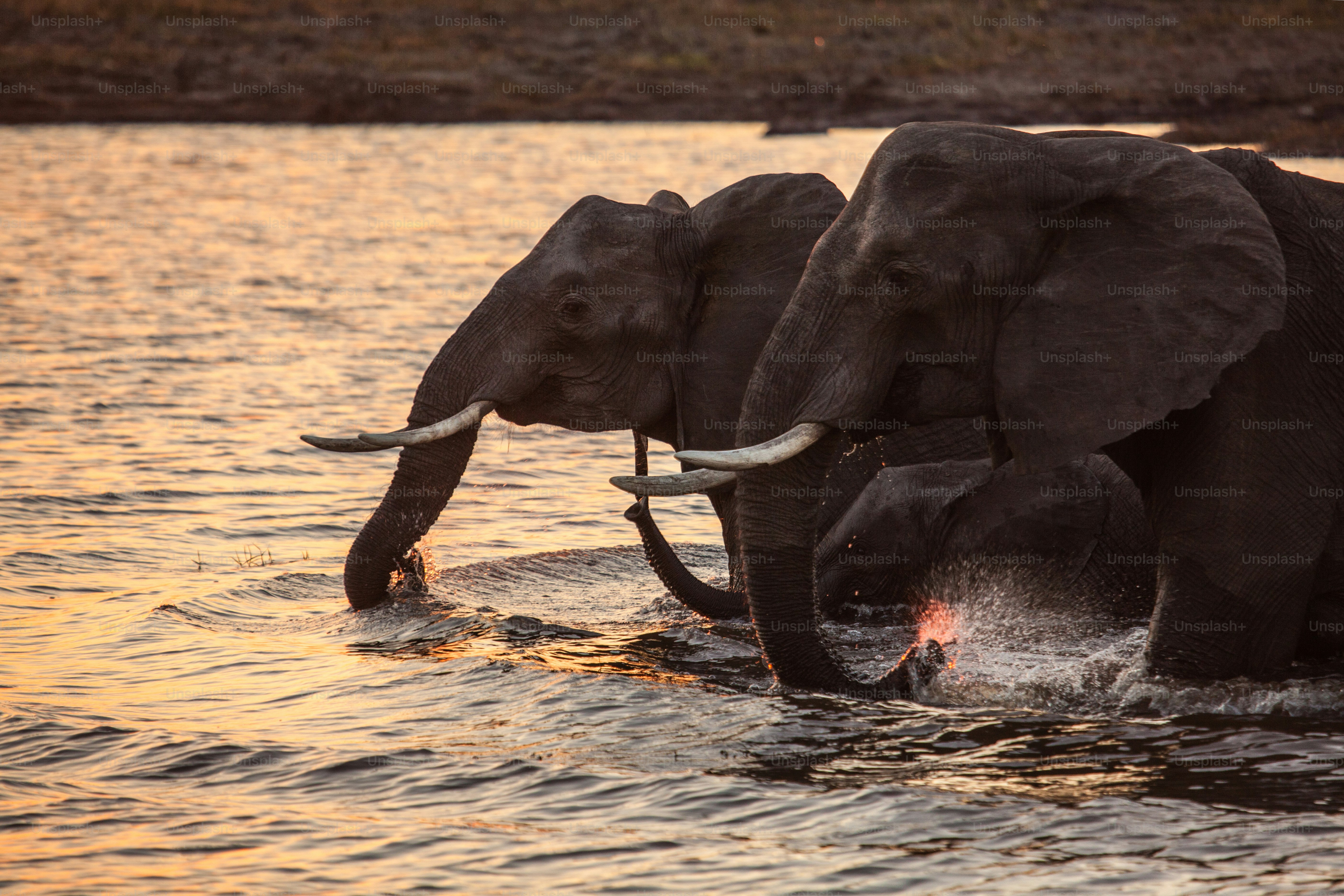 Chobe Pictures | Download Free Images on Unsplash