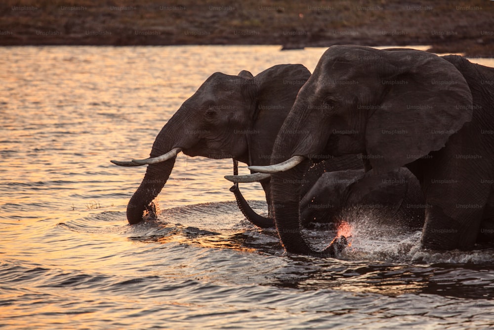 Elefantes bebendo no Parque Nacional de Chobe