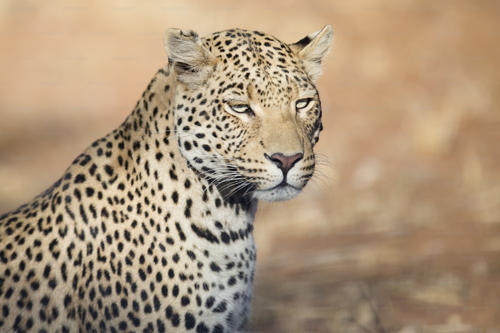 Portrait of a leopard