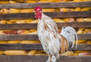 singing rooster in the farm