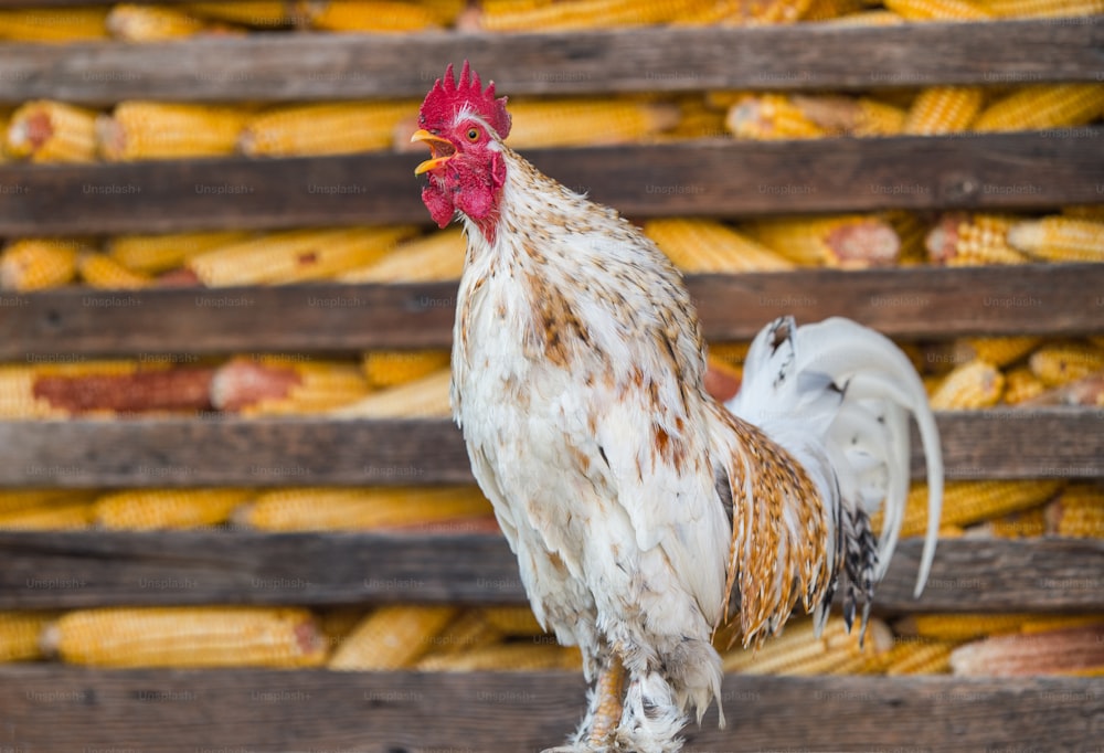 singing rooster in the farm