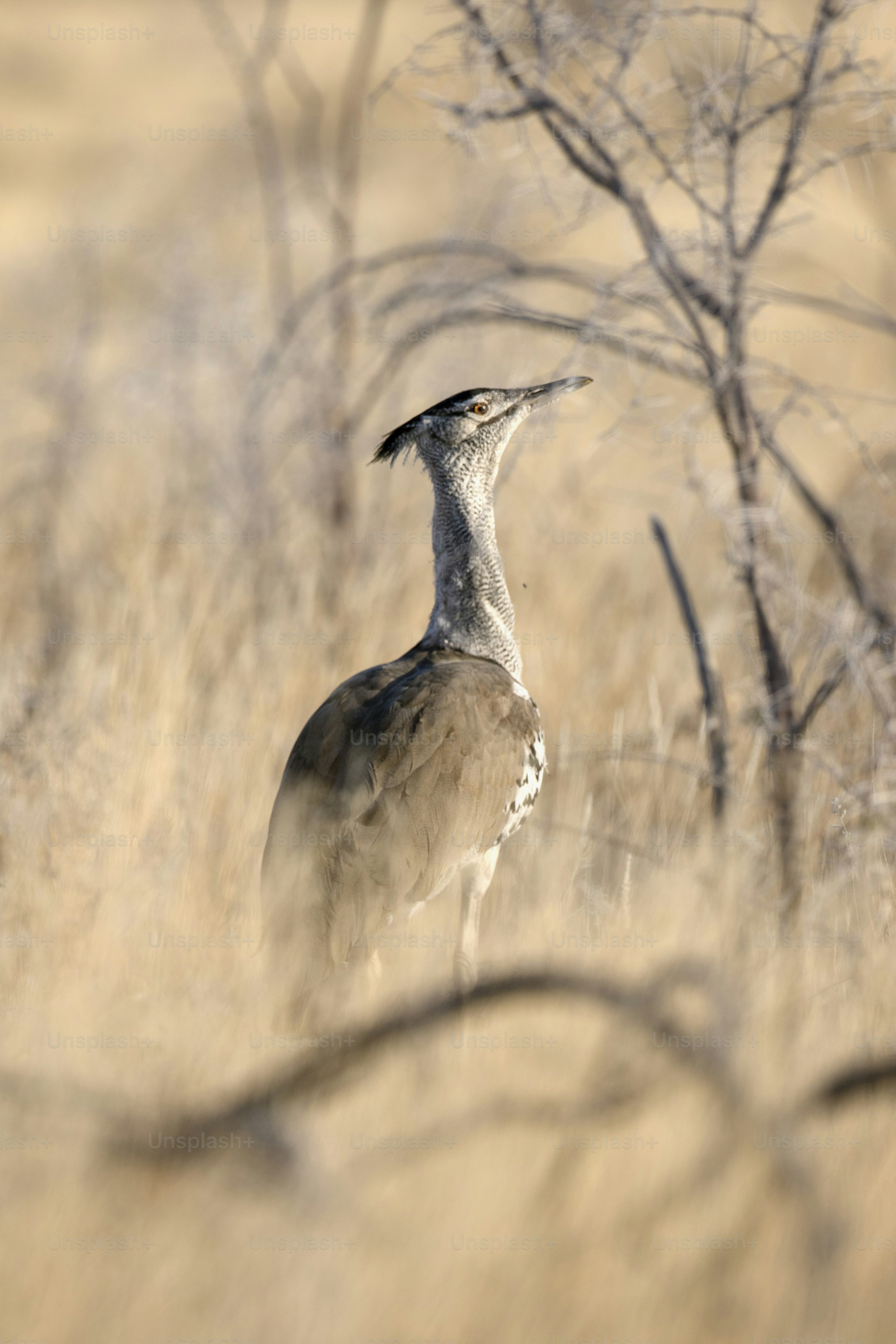 Kori Bustard in the veldt.