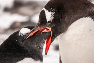Um pinguim juvenil e fêmea na Antártida