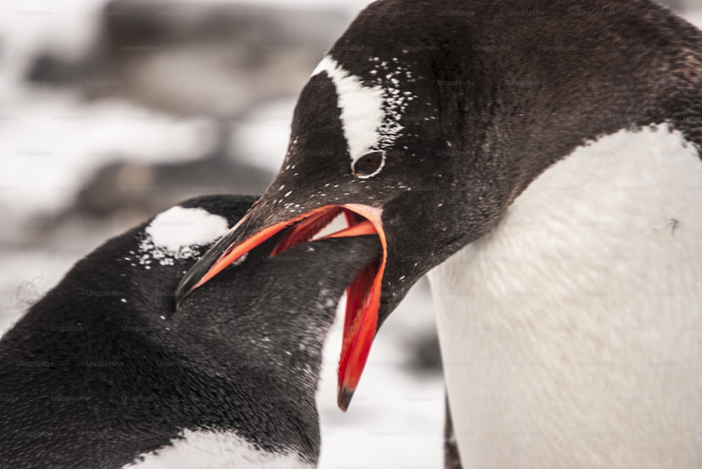 Un pingüino juvenil y una hembra en la Antártida