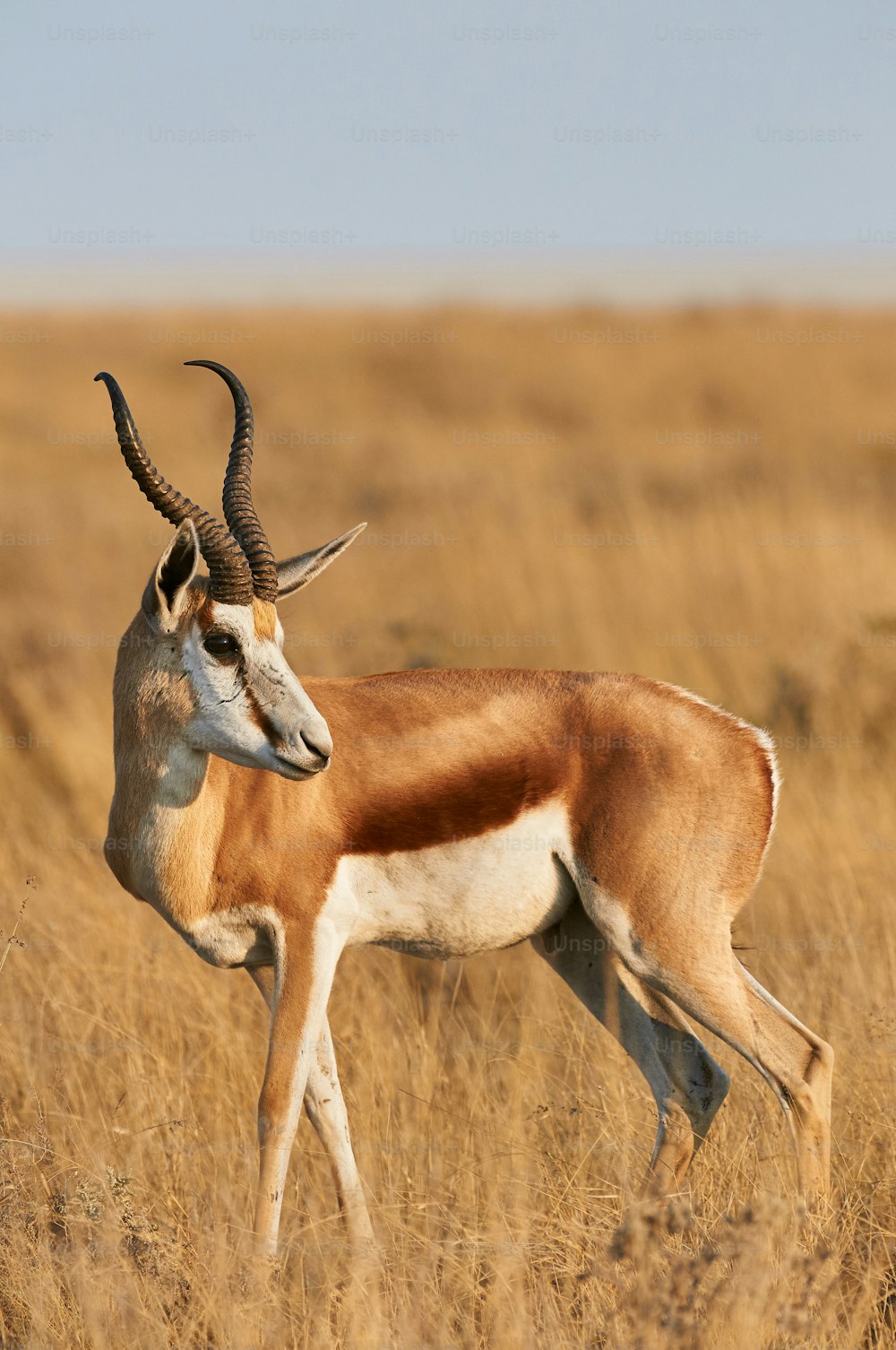 Springbok macho verticalmente en la sabana del Parque Nacional de Etosha