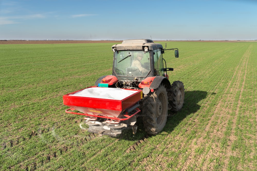 tractor fertilizing in wheat field