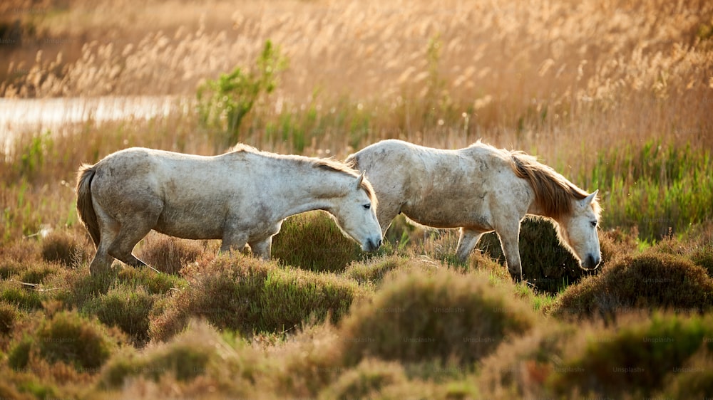 Two young horses of Camargue graze freely