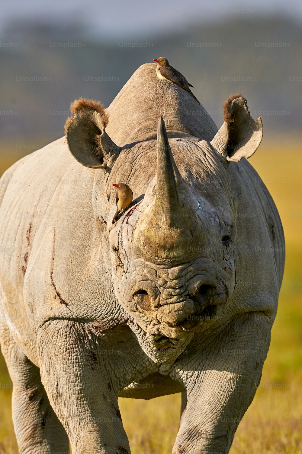 Ritratto di un bellissimo rinoceronte nero con due bufaghe sulla testa e sul dorso
