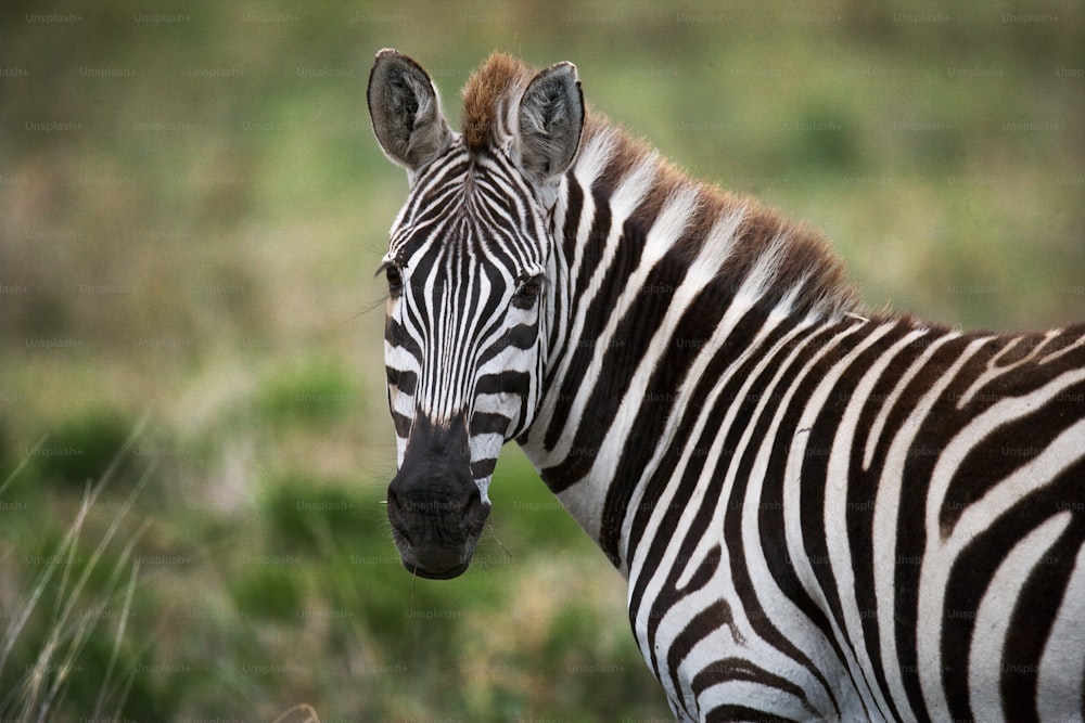 Portrait of a zebra. Close-up. Kenya. Tanzania. National Park. Serengeti. Maasai Mara. An excellent illustration.