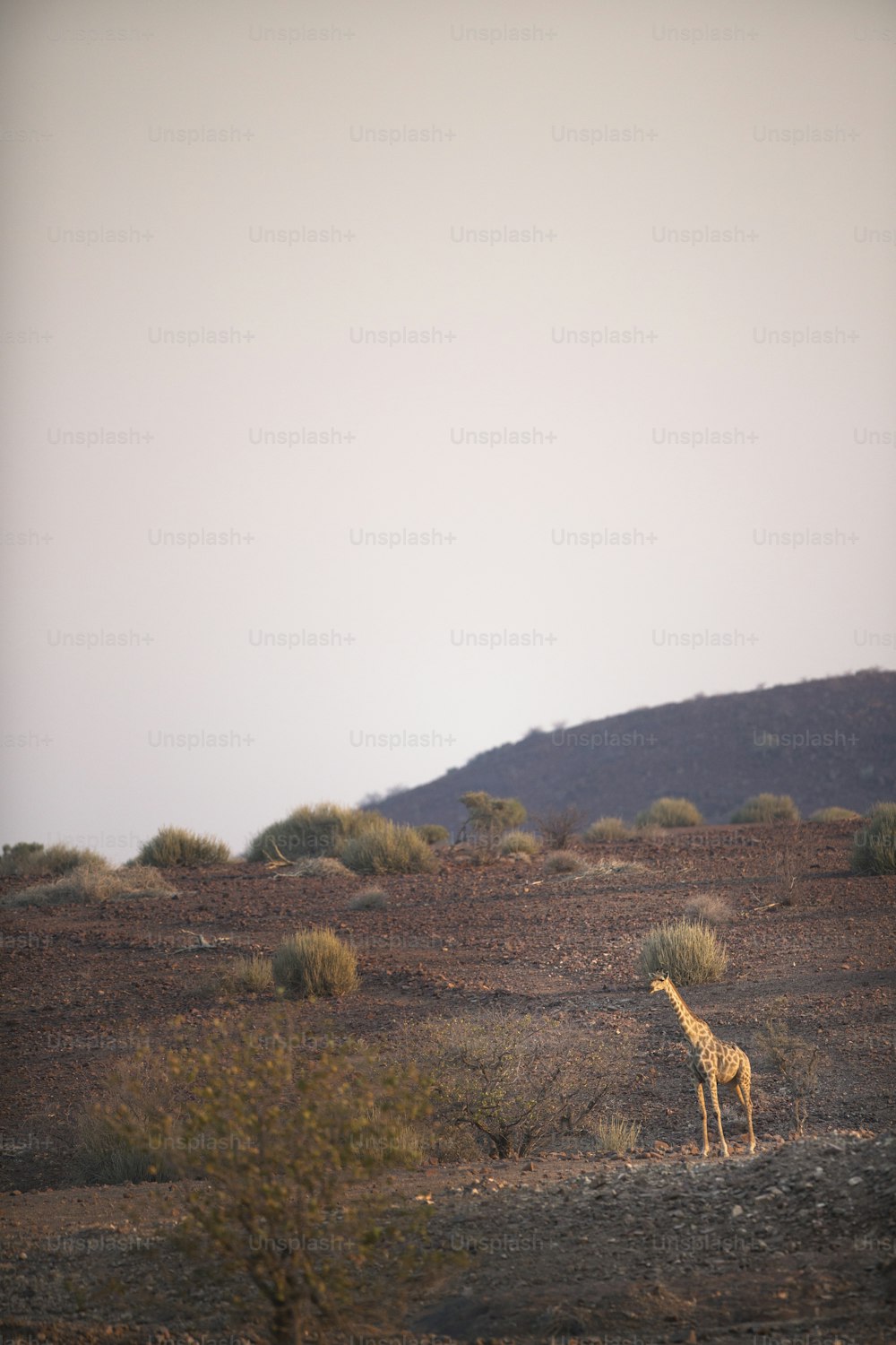 A Giraffe in Palmwag Concession, Namibia.