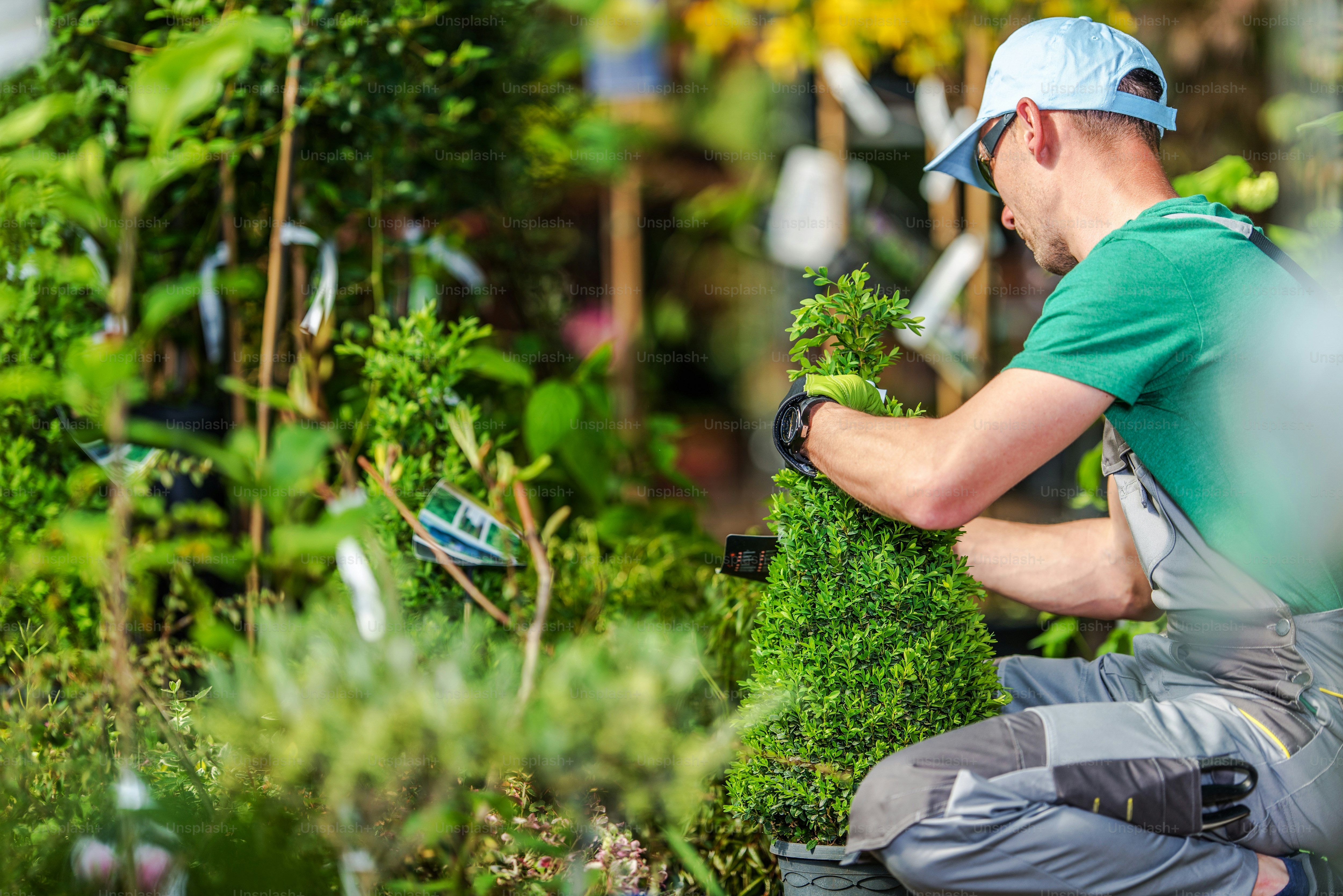 Choosing Garden Plants. Professional Landscaper Trying to Pick Right Plants For His Garden Project. Garden Store Shopping.