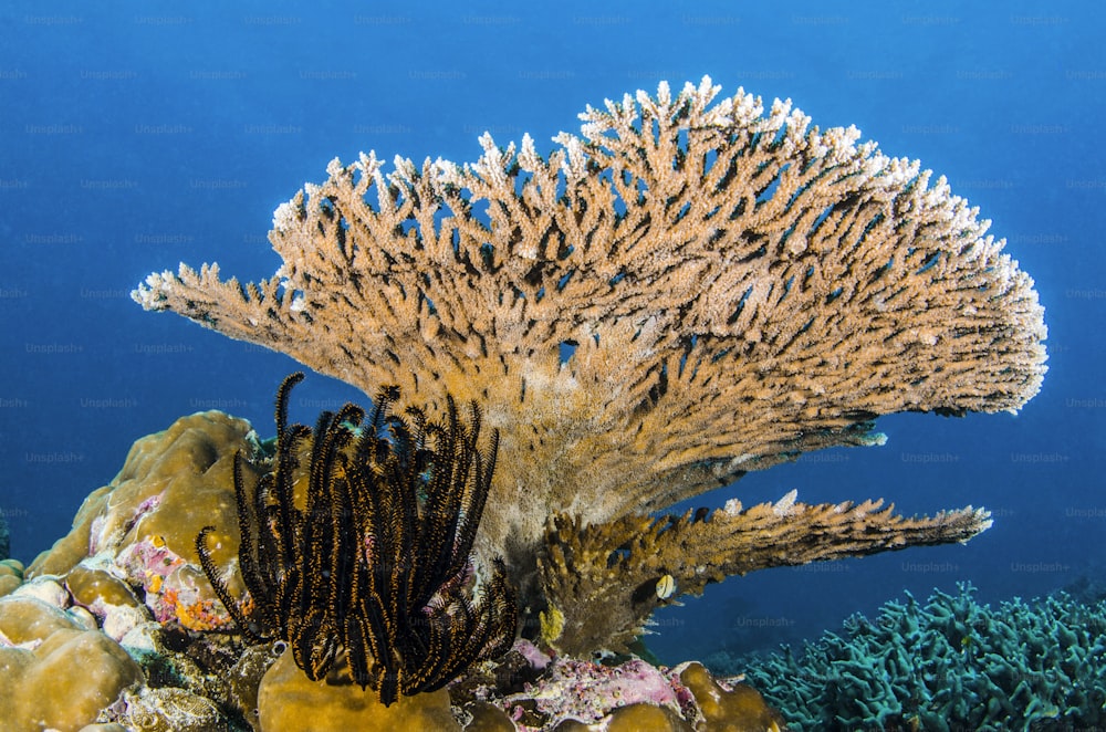 Um coral duro em Palau