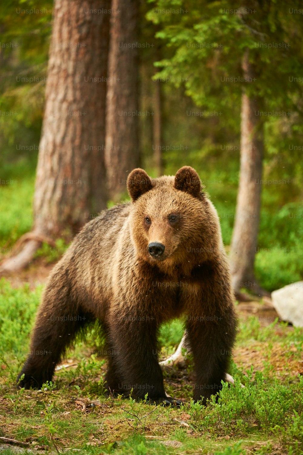 Wild brown bear walking in the green finnish taiga