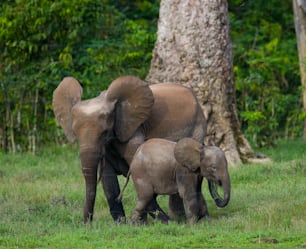 赤ん坊を連れた雌の象。中央アフリカ共和国。コンゴ共和国。ザンガ・サンガ特別保護区。素晴らしいイラストです。