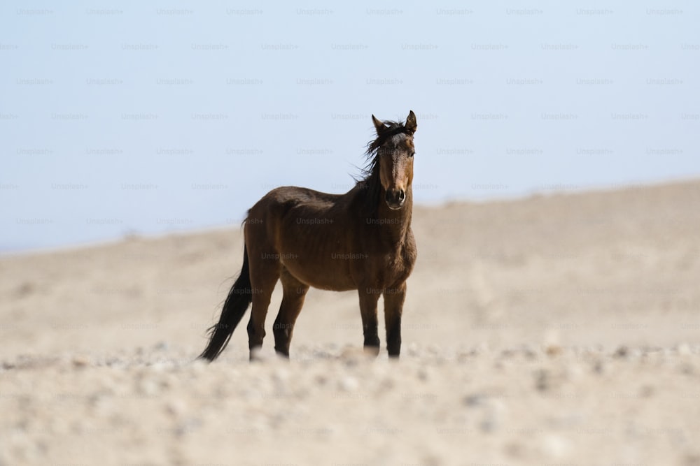 野生のナミビアの砂漠の馬。
