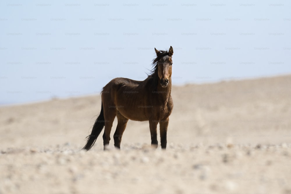 Wild Namibian desert horse.