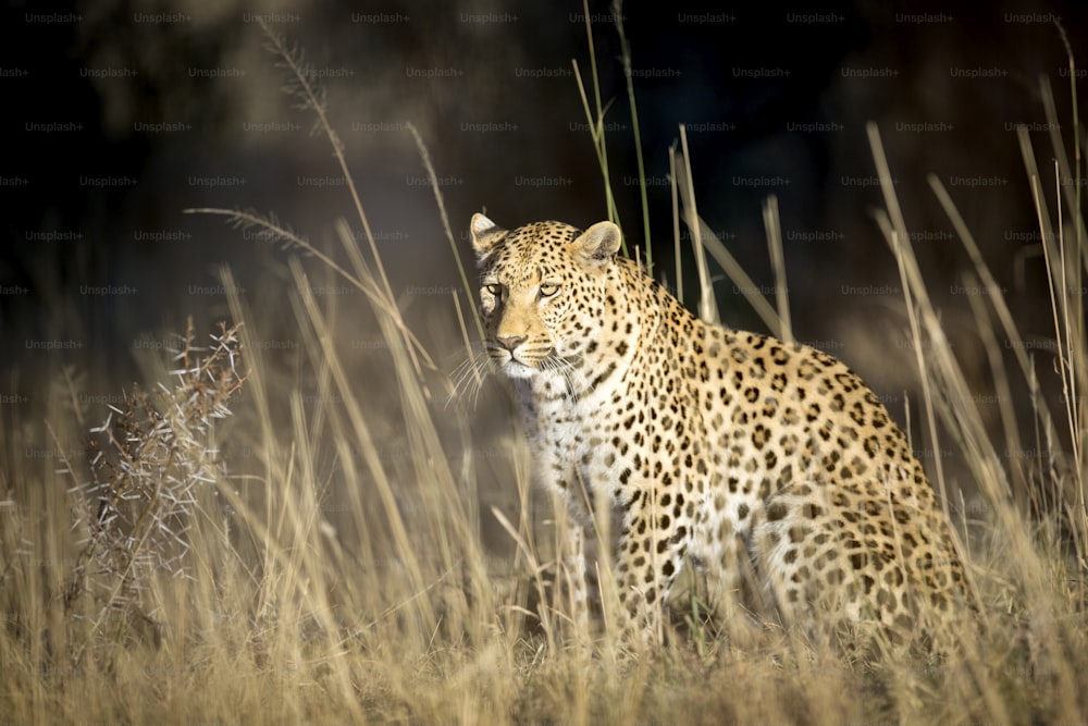 Portrait of a leopard