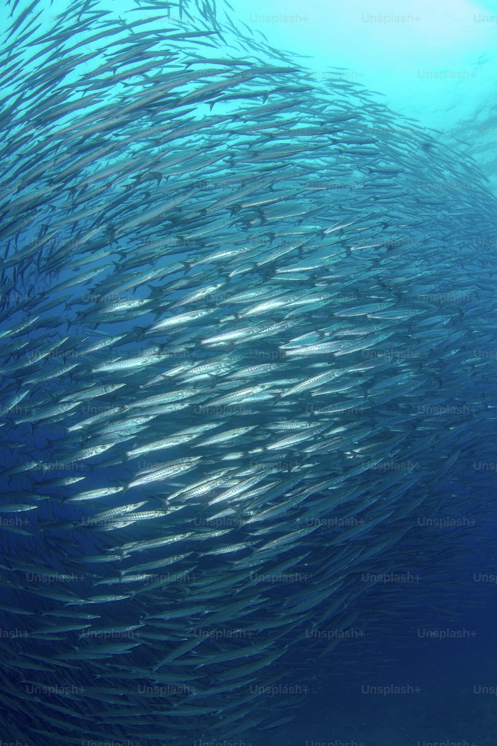 A school of barracuda in Pacific
