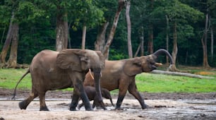 숲 가장자리에 있는 숲 코끼리 그룹. 콩고 공화국. 장가-승가 특별 보호 구역. 중앙 아프리카 공화국. 훌륭한 삽화.