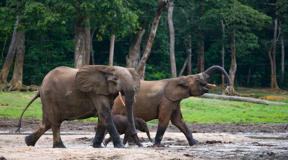 Group of forest elephants in the forest edge. Republic of Congo. Dzanga-Sangha Special Reserve. Central African Republic. An excellent illustration.