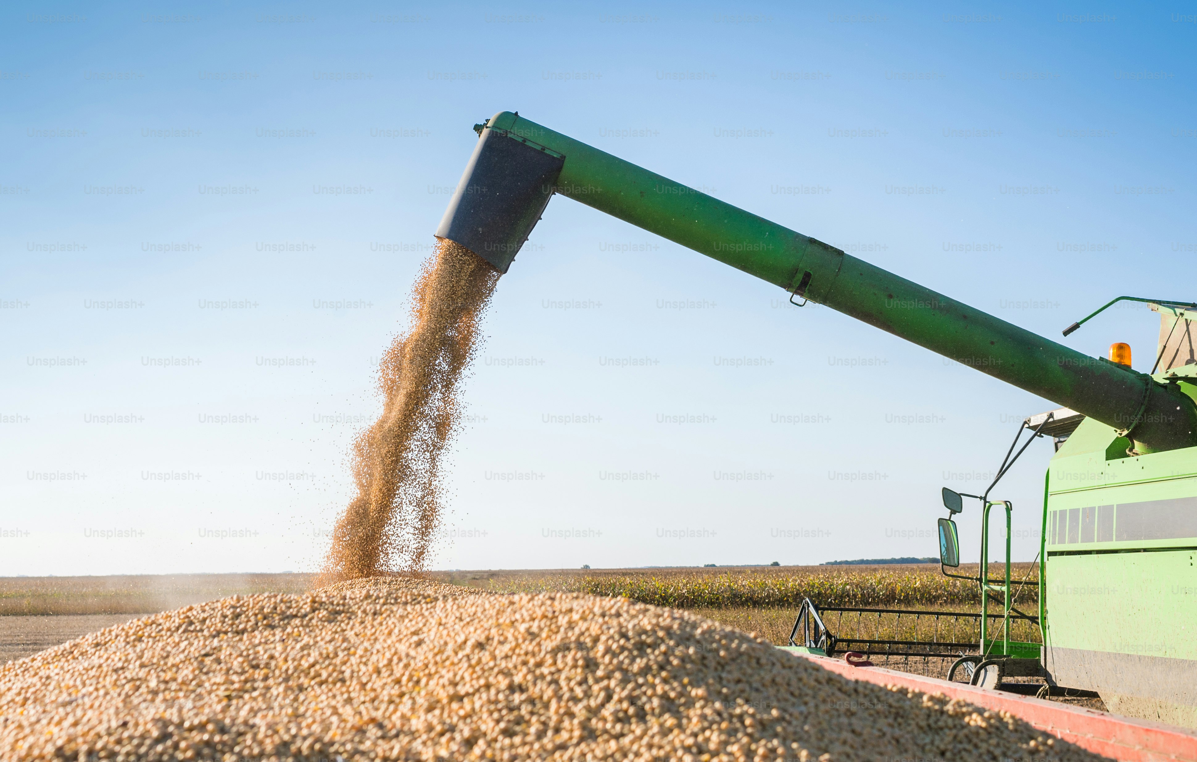 Pouring soy bean into tractor trailer