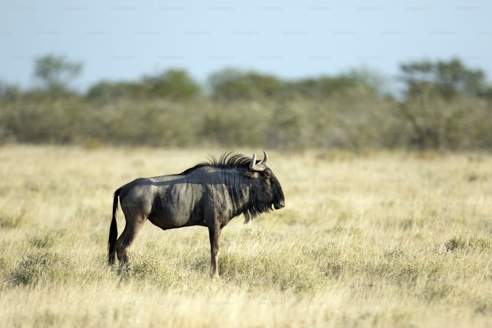 Wilderbeest en el veldt