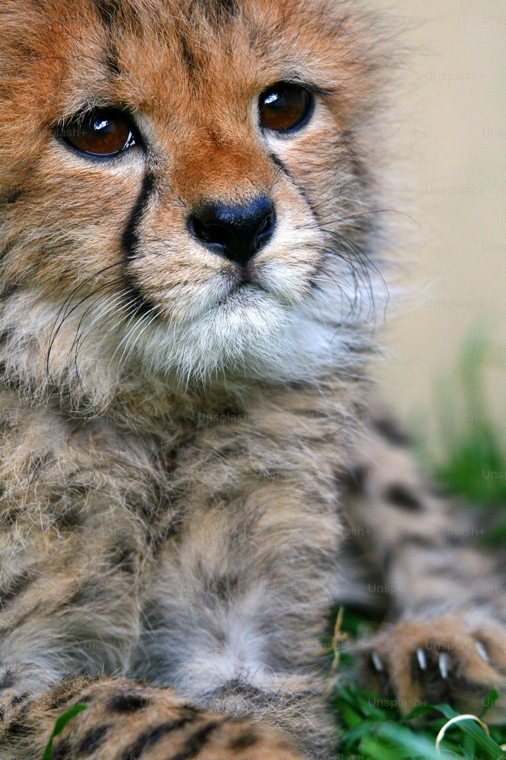 Baby cheetah face