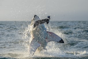 Great White Shark (Carcharodon carcharias) breaching in an attack. Hunting of a Great White Shark (Carcharodon carcharias). South Africa